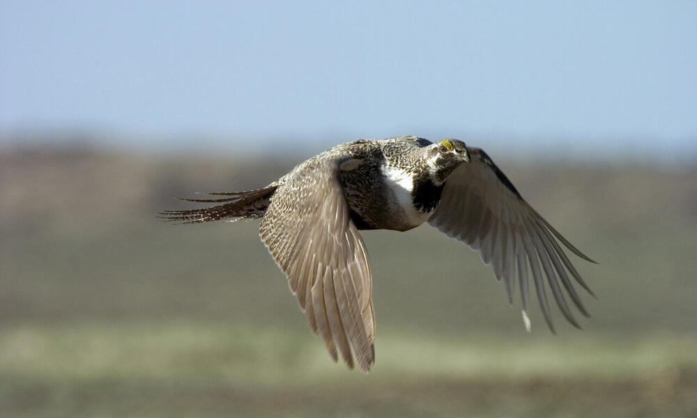 Greater sage grouse (Centrocercus urophasianus) in mid-flight. WWF project site, Montana, Northern Great Plains, United States.