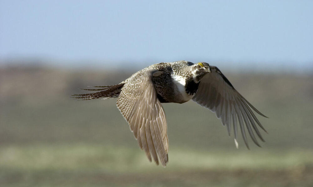 flying blue grouse