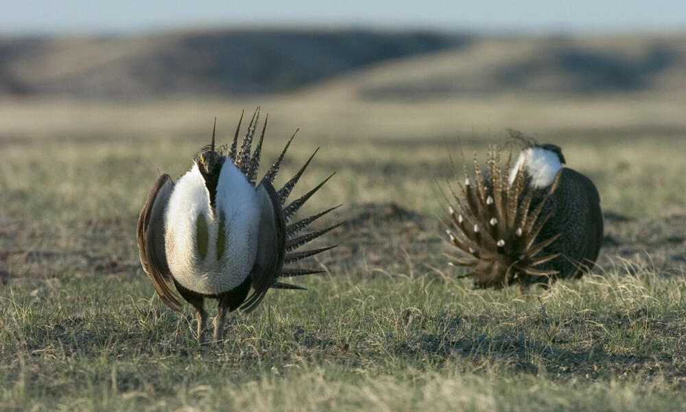 Male greater sage grouse (Centrocercus urophasianus) displays his feathers and dances for the female as part of the mating ritual. WWF project site, Montana, Northern Great Plains, United States