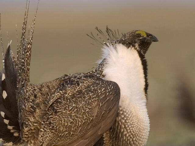 Male greater sage grouse (Centrocercus urophasianus) displays his feathers and dances for the female as part of the mating ritual. WWF project site, Montana, Northern Great Plains, United States