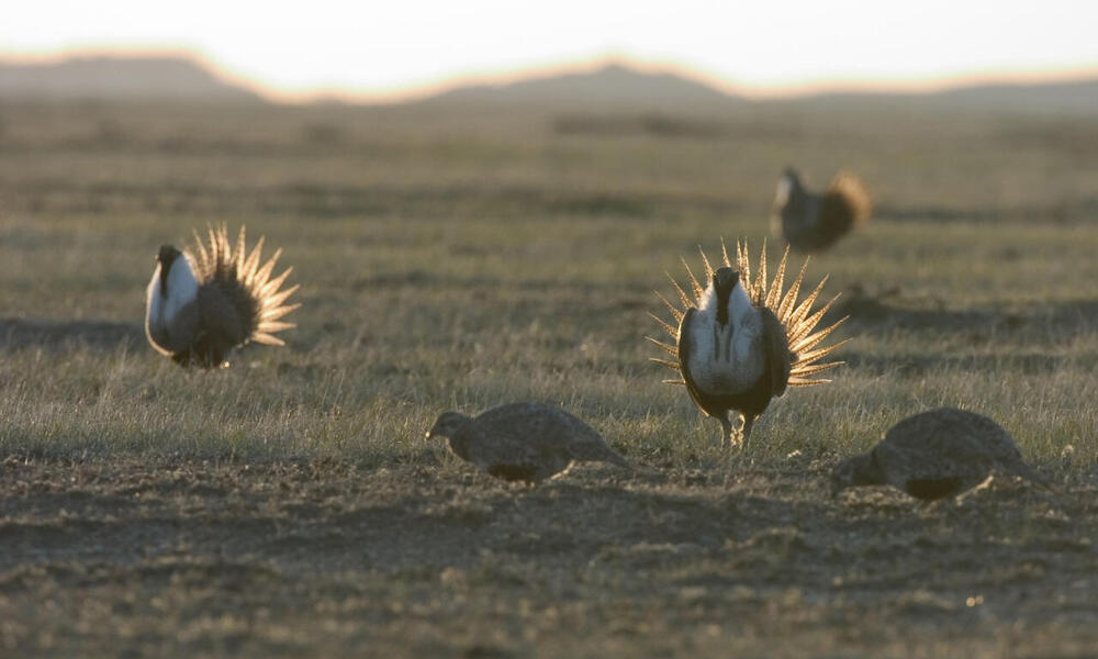 Male greater sage grouse (Centrocercus urophasianus) displays his feathers and dances for the female as part of the mating ritual. WWF project site, Montana, Northern Great Plains, United States