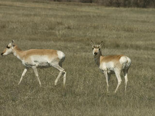 Two pronghorn (Antilocapra americana) in a field. Montana, Northern Great Plains, United States