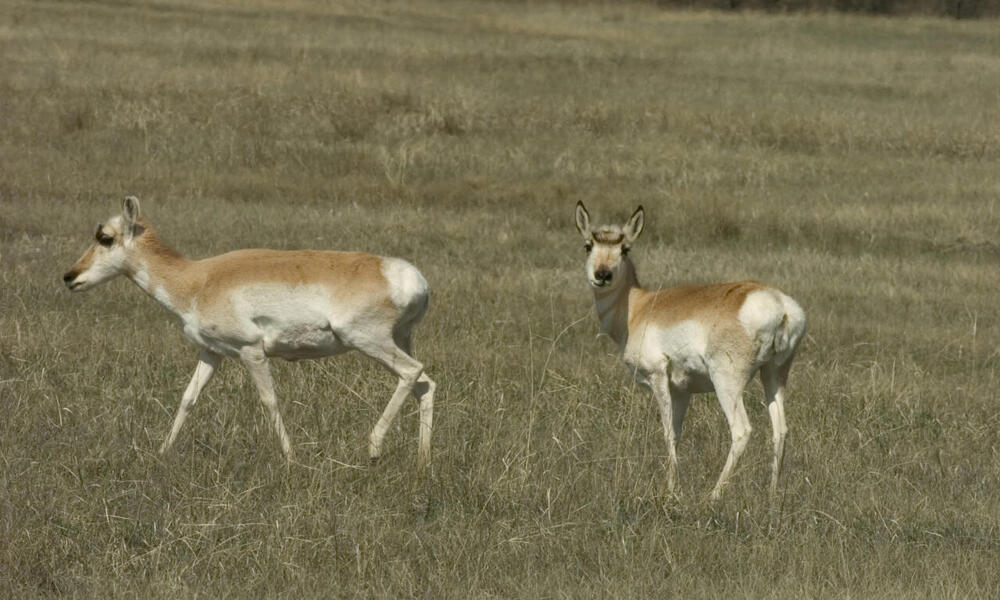 Two pronghorn (Antilocapra americana) in a field. Montana, Northern Great Plains, United States