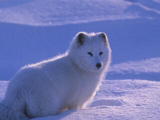Arctic fox (Alopex lagopus) standing in a snow-covered landscape. Canada