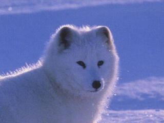 Arctic fox standing in a snow-covered landscape