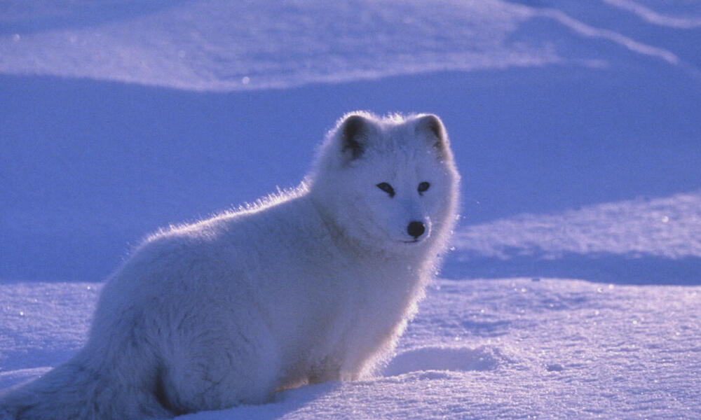 Arctic fox (Alopex lagopus) standing in a snow-covered landscape. Canada