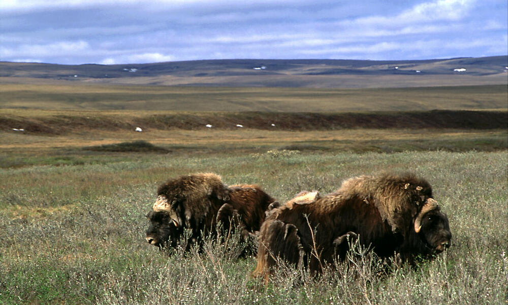 Musk oxen (Ovibos moschatus) in Arctic National Wildlife Refuge, Alaska, United States.