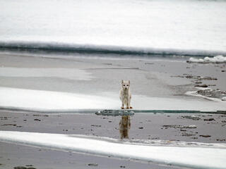 Arctic fox (Vulpes lagopus), Spitsbergen, Svalbard, Norway.