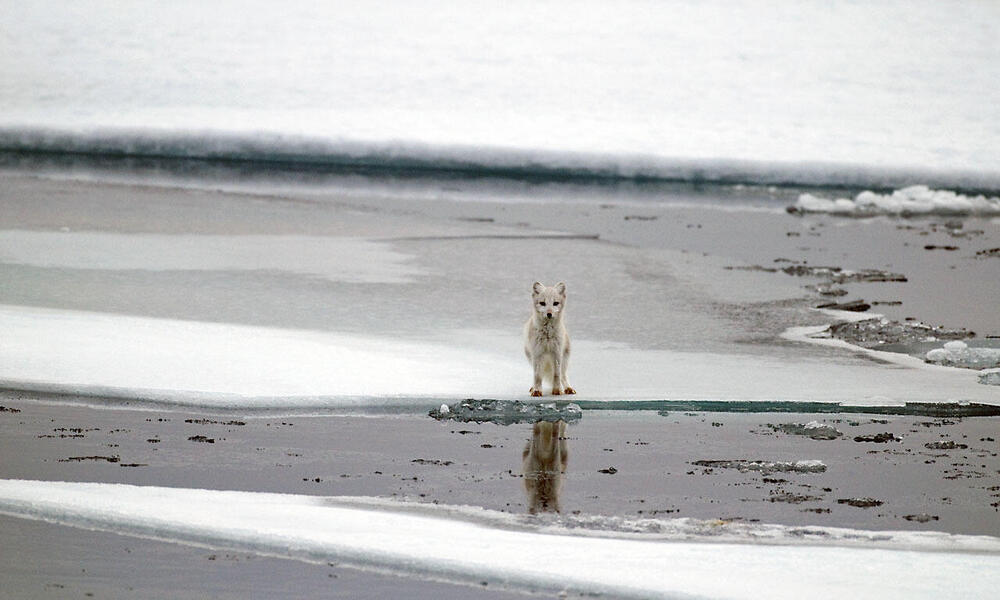 Arctic fox (Vulpes lagopus), Spitsbergen, Svalbard, Norway.