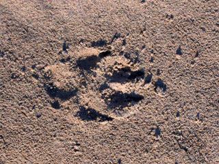 Footprint of an Arctic wolf (Canis lupus arctos) in the central barrens of Nunavut, Canada.