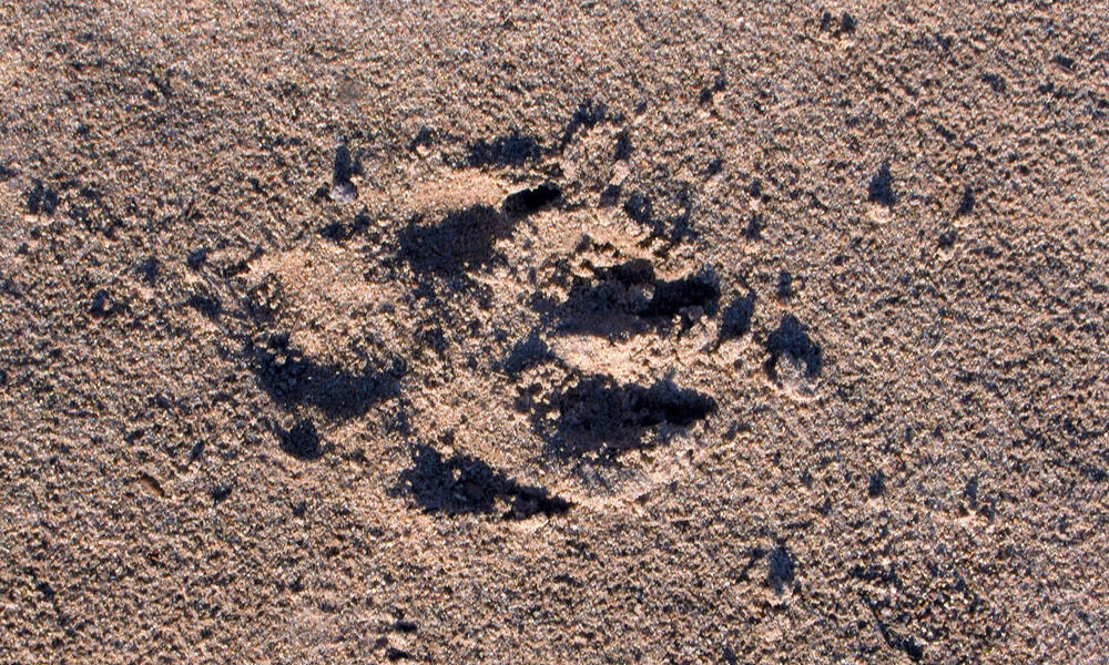 Footprint of an Arctic wolf (Canis lupus arctos) in the central barrens of Nunavut, Canada.