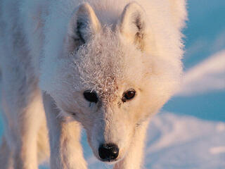 Arctic wolf (Canis lupus), Ellesmere Island, Nunavut, Canada, Arctic.