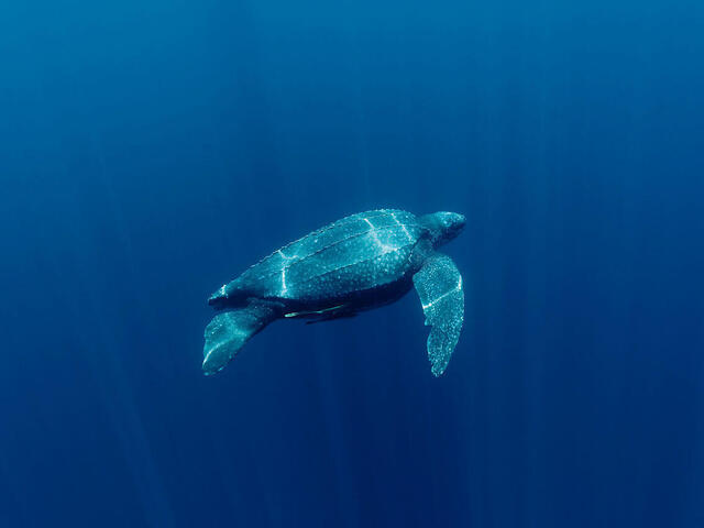 Leatherback turtle (Dermochelys coriacea) underwater. Kei Islands, Moluccas, Indonesia. 21 November 2009