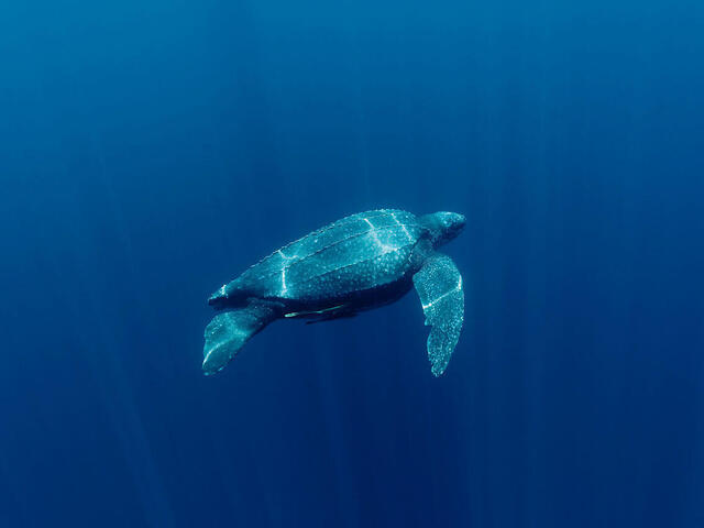 leatherback-turtle-sea-turtles-species-wwf