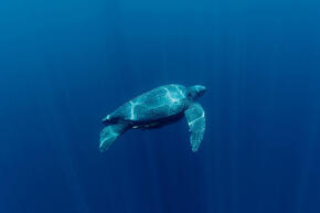 Leatherback turtle (Dermochelys coriacea) underwater. Kei Islands, Moluccas, Indonesia. 21 November 2009