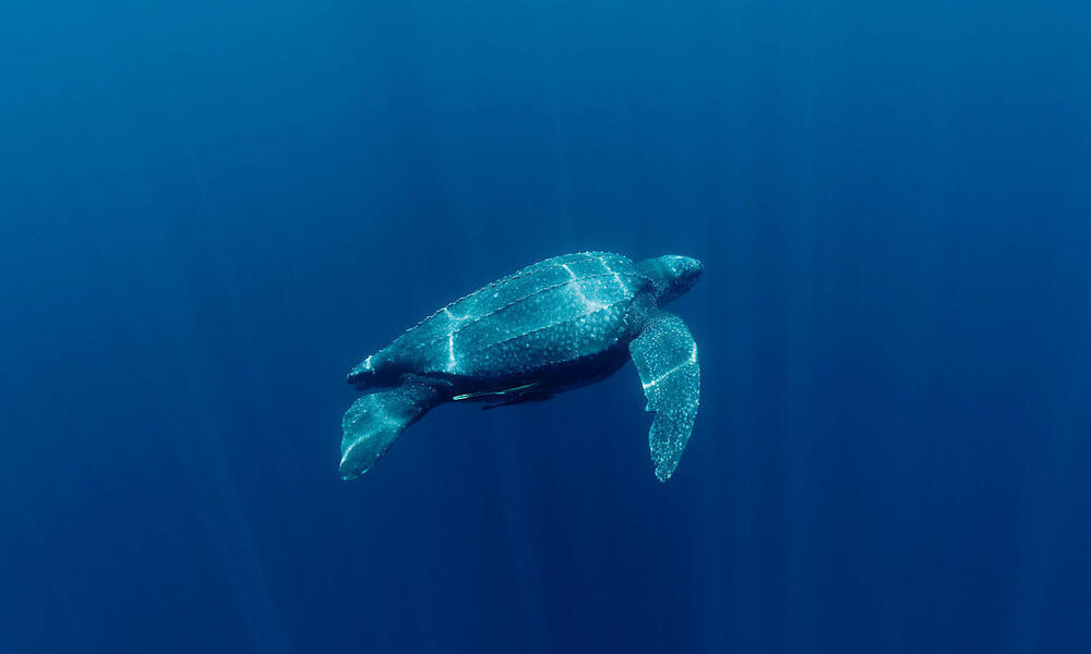 Leatherback turtle (Dermochelys coriacea) underwater. Kei Islands, Moluccas, Indonesia. 21 November 2009