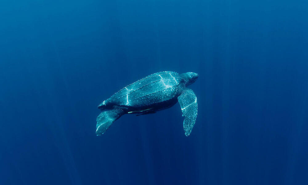 giant leatherback sea turtle mouth