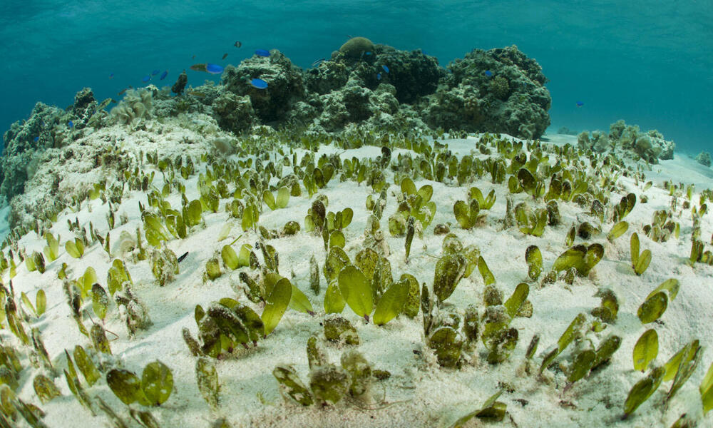 dugongs