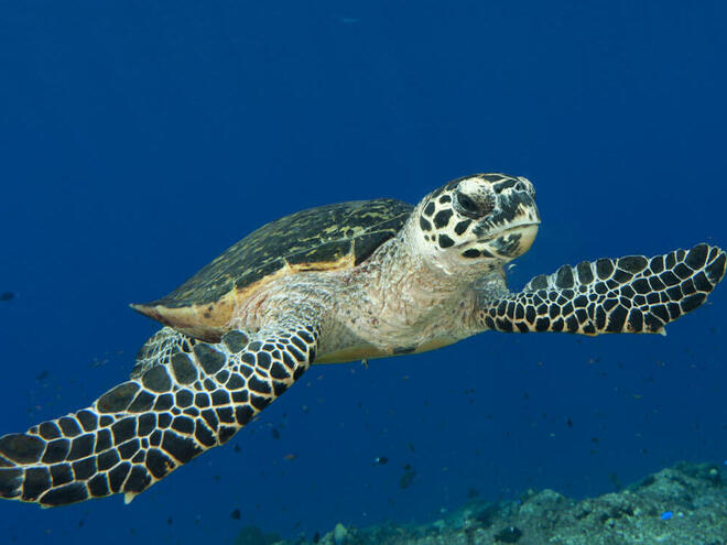 is a hawksbill sea turtle a herbivore