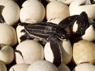 Leatherback turtle (Dermochelys coriacea), nest with eggs hatching. Mapo Beach, French Guiana