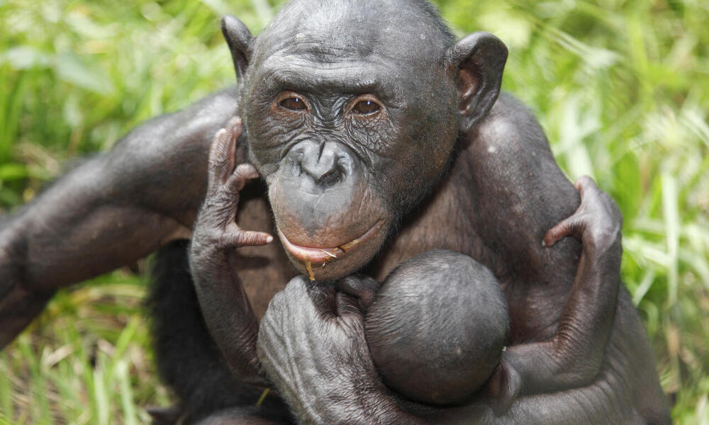 Bonobo mother and infant