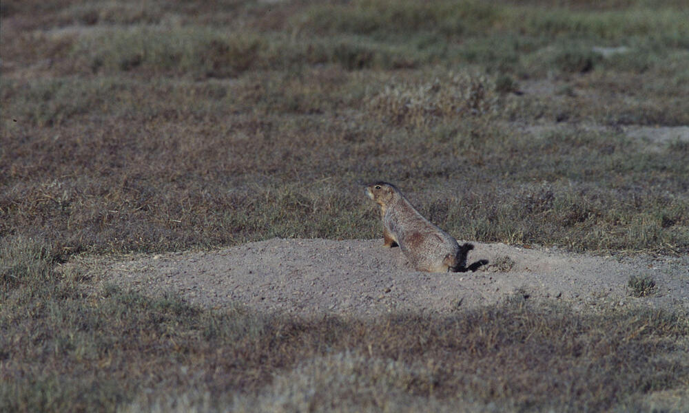 Cynomys mexicanus Mexican prairie dog Their burrows are important to the desert ecology Chihuahua Desert, near Saltillo, Mexico