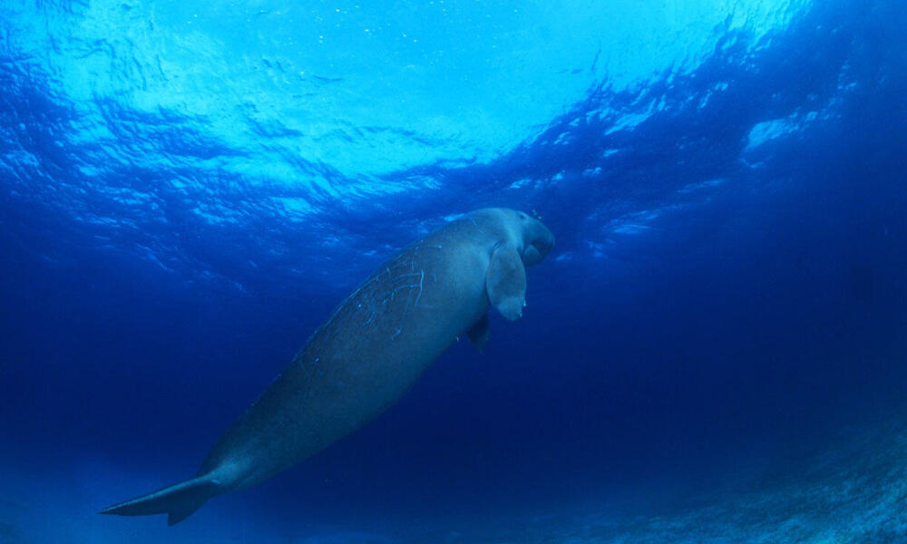 Dugong (Dugong dugon), Indo-Pacific Ocean
