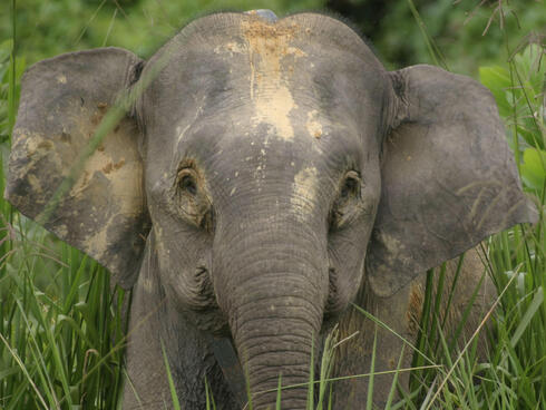 9 datos sorprendentes sobre los elefantes | Historias | Descubre WWF