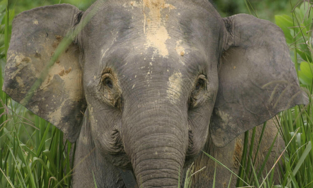 Bornean Pygmy Elephant