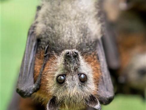 Closeup of a juvenile flying fox hanging upside down