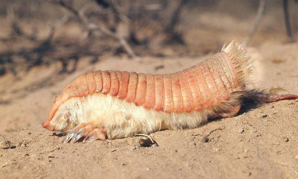 Side view of armadillo on sandy ground