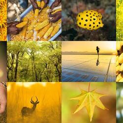 A collection of photos of nature and renewable energy