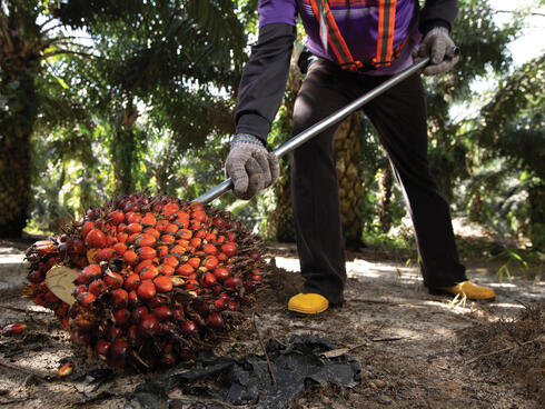 Worker uses tool to collect bunch of palm fruit