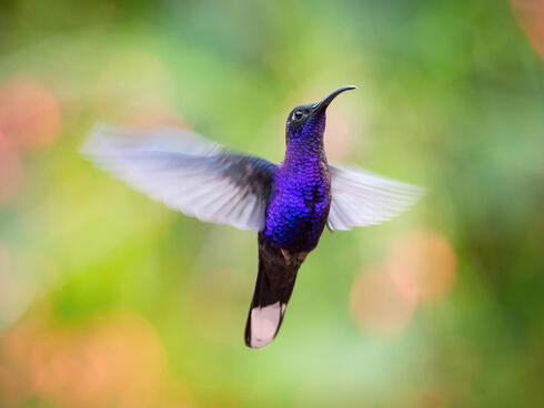 Hummingbird is hovering and drinking the nectar from the beautiful flower in the rain forest.