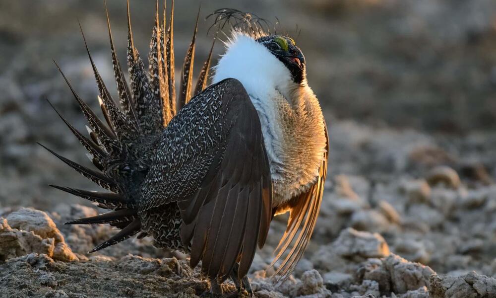 Animals of the Northern Great Plains, Stories