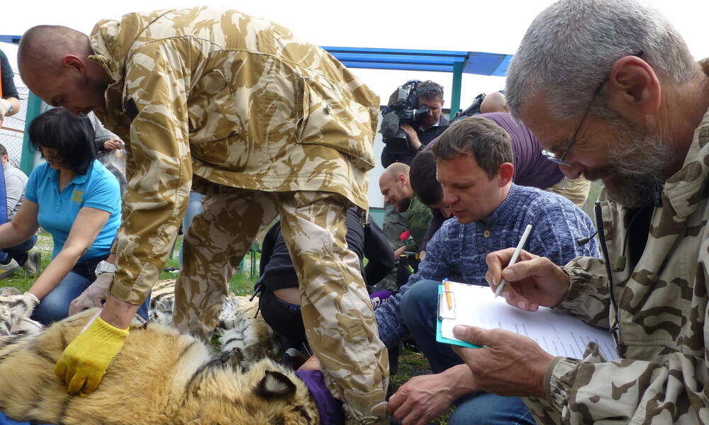 Saikhan tiger before release Yulyia Fomenko