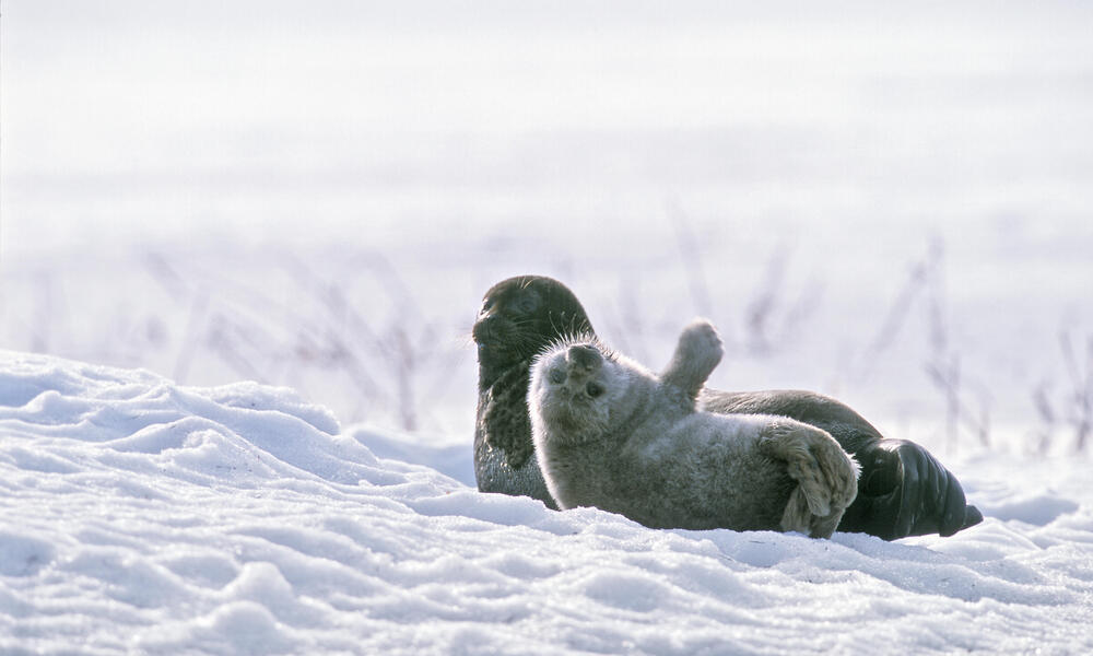 binding garage Nodig hebben Seal pup births show conservation efforts are working | Stories | WWF