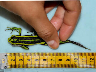 A green and black salamander with a ruler
