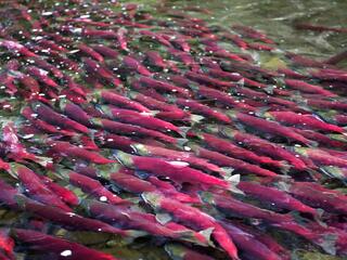 Sockeye salmon, Adams River, British Columbia, Canada