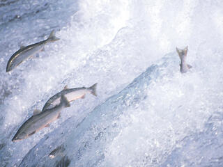 Silver salmon jump out of rushing white water in Katmai National Park