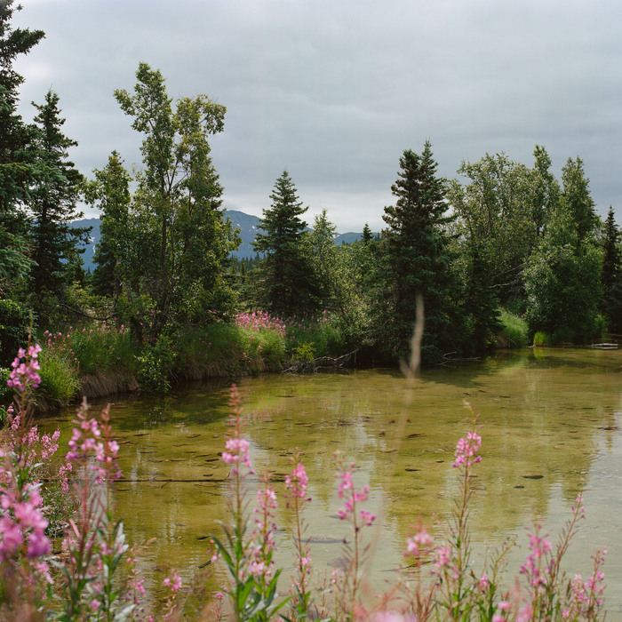 Fireweed grows in front of a shallow pond where salmon spawn with pine trees in the background