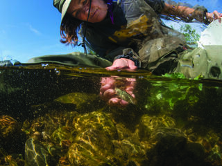Dr. Carol Ann Woody captures a tiny salmon as part of a comprehensive study of Alaska’s fish species.