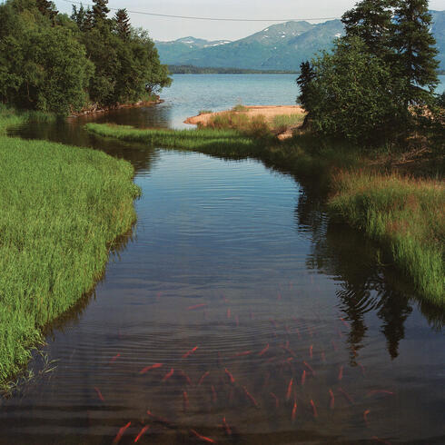 Landscape showing salmon in stream and mountains in background