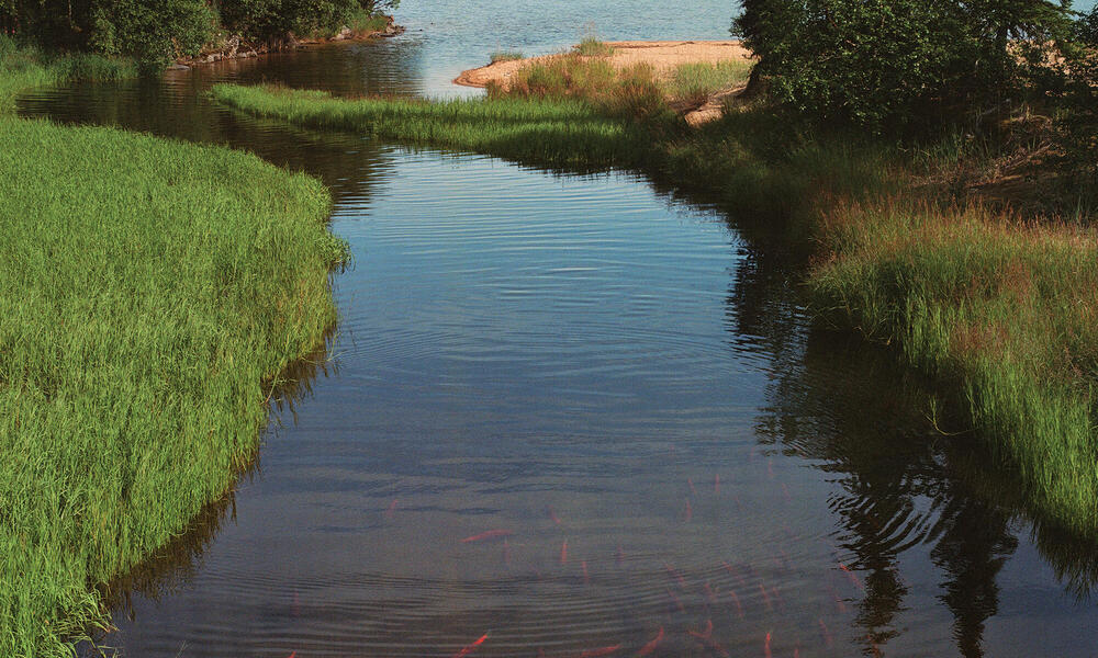 Salmon Country | Magazine Articles - Vimarsana News
