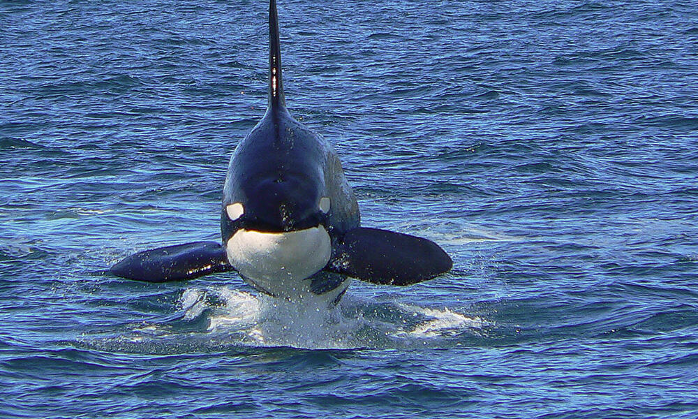 Orca