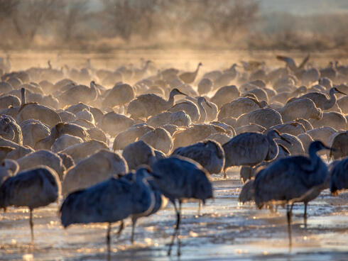 A large crowd of sandhill cranes stands in shallow water in the morning light