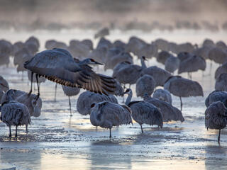 A group of grayish brown sandhill cranes stand in a pond in early morning light and one is preparing to fly