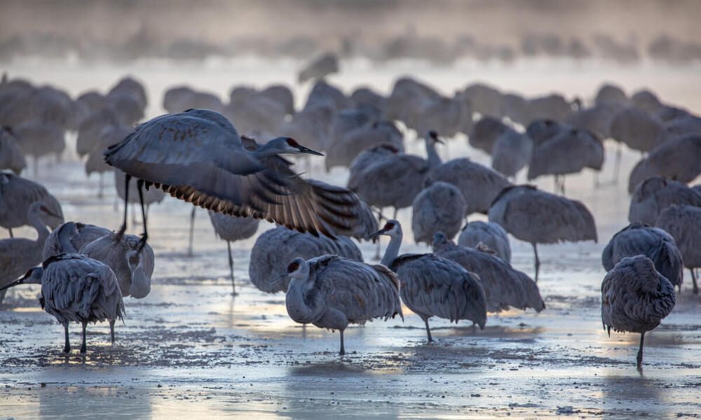 A group of grayish brown sandhill cranes stand in a pond in early morning light and one is preparing to fly