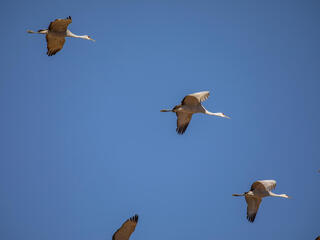 Sandhill cranes fly against the backdrop of a brilliant blue sky