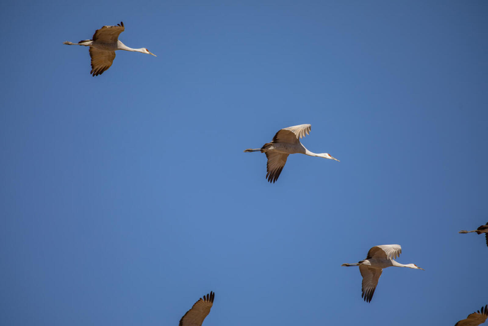 Sandhill cranes fly against the backdrop of a brilliant blue sky